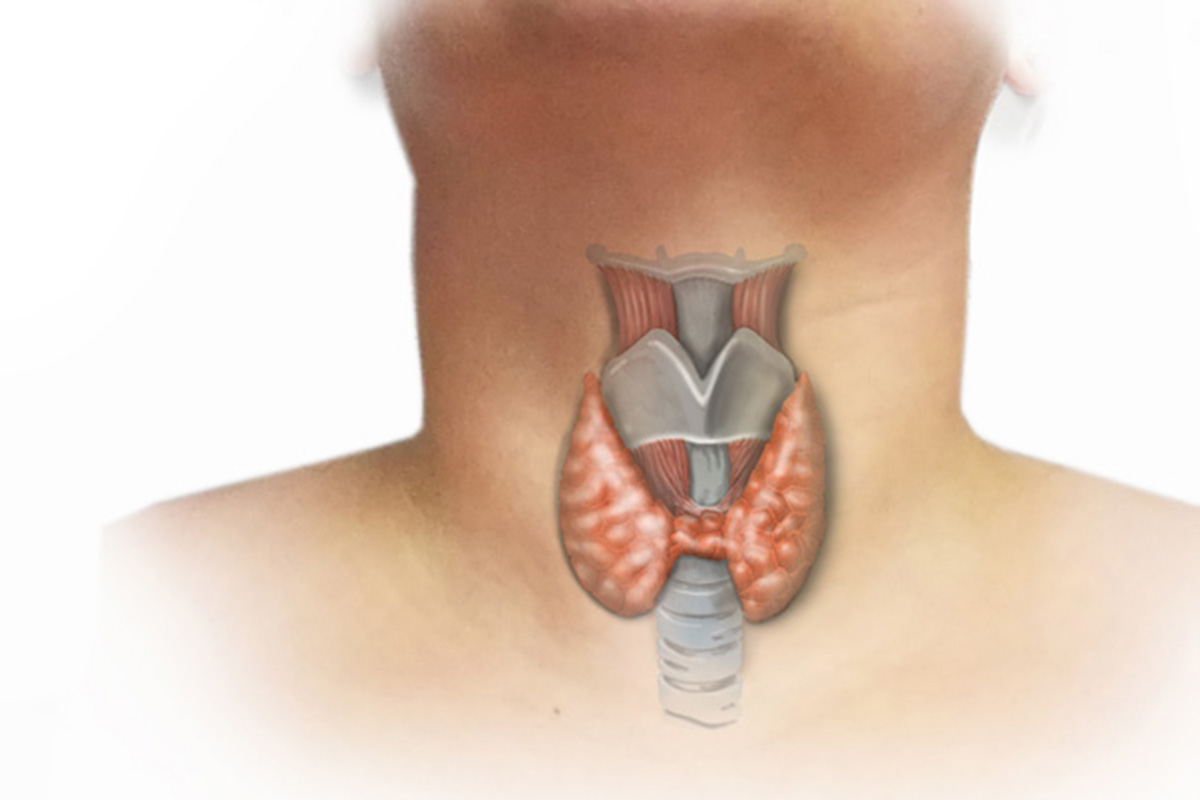 Thyroid Anatomy